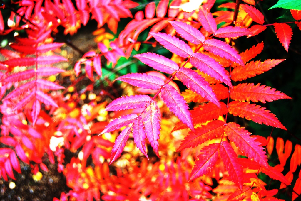 DSC_0205